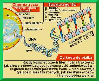 chemia ycia - struktura genw