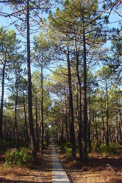 Pinus pinaster