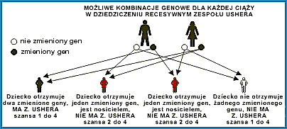 Moliwe kombinacje genowe dla kadej ciy, przy dziedziczeniu recesywnym Z. Ushera